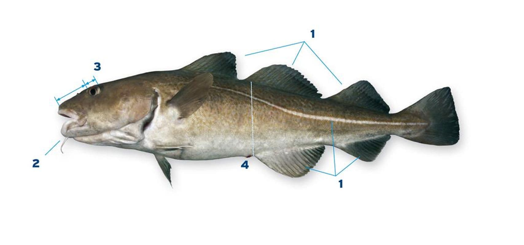 Minimummaten kust en zee