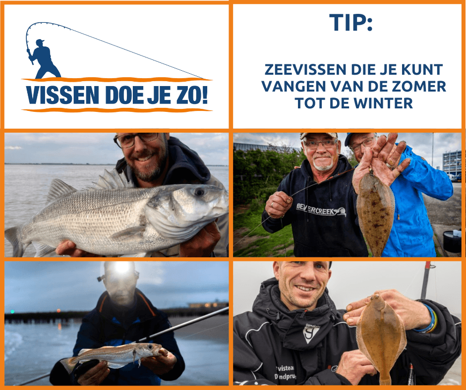 VIStip: zeevissen die je kunt vangen van de zomer tot en met de winter