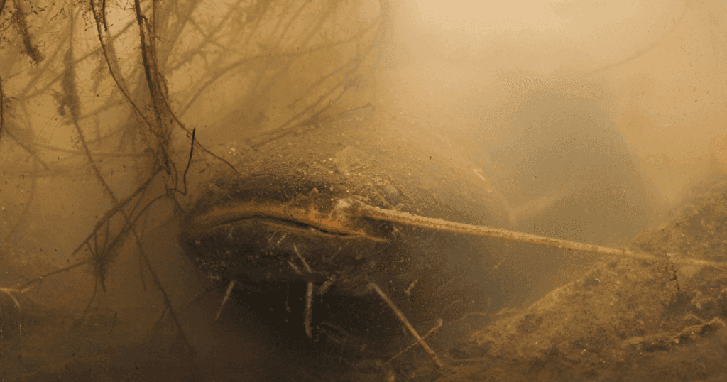 De Europese meerval: een indrukwekkende jager