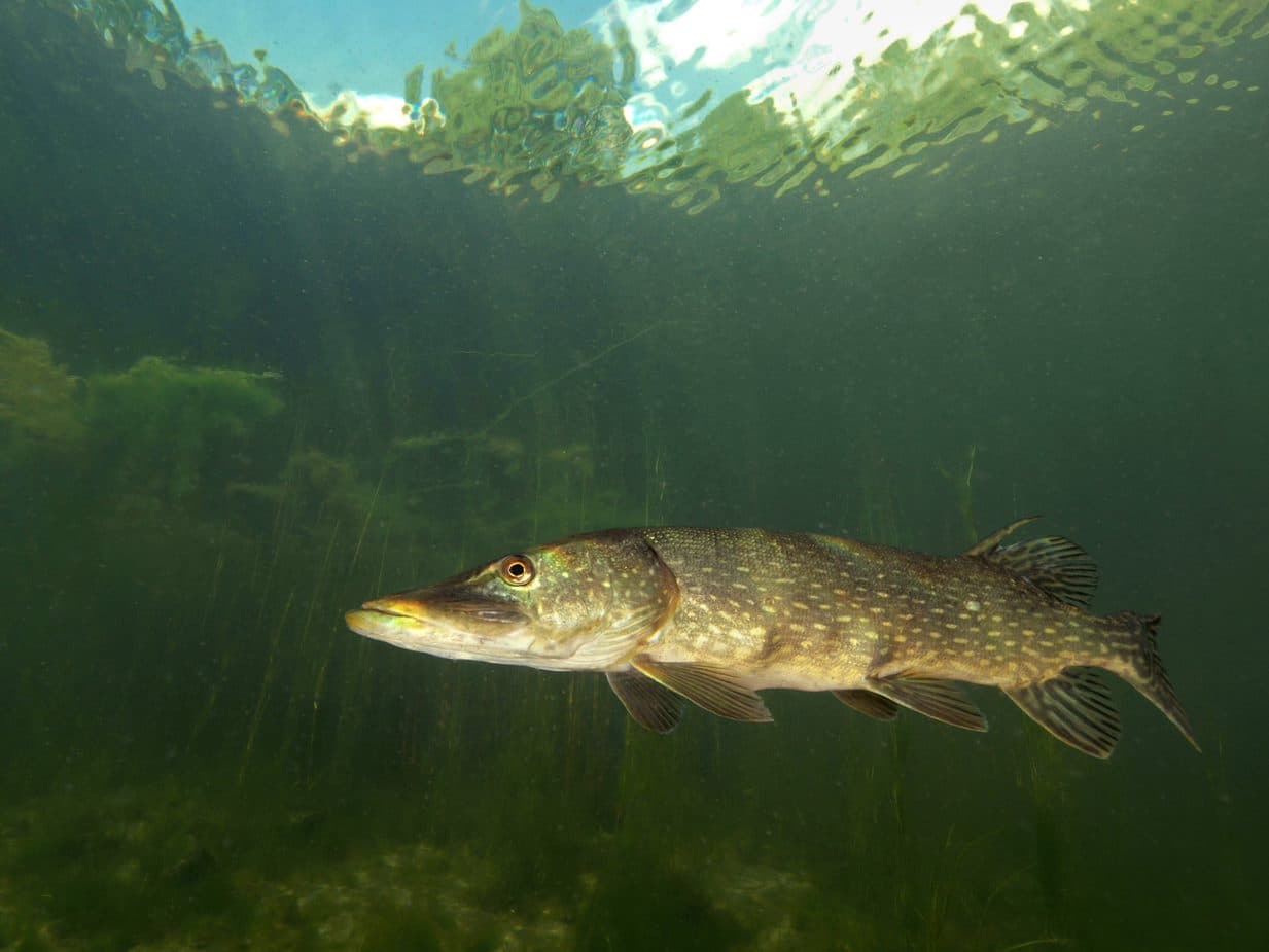 Gesloten tijd voor aassoorten én vissoorten (video)