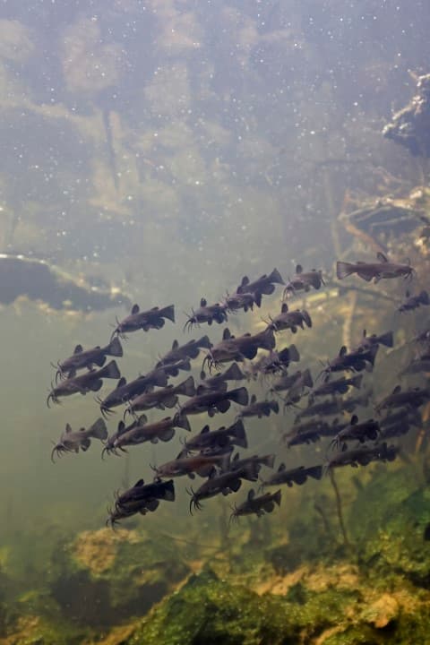 Bijvangst: Amerikaanse dwergmeerval