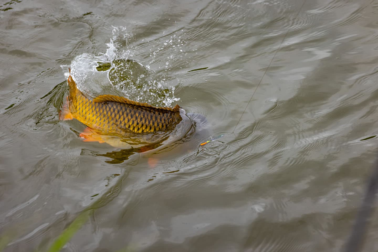Altijd de vispas mee
