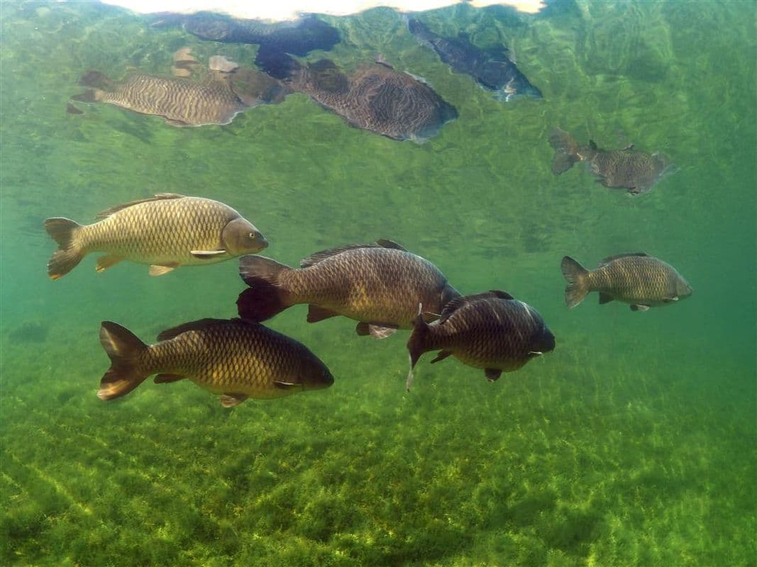 Karper is geen exoot