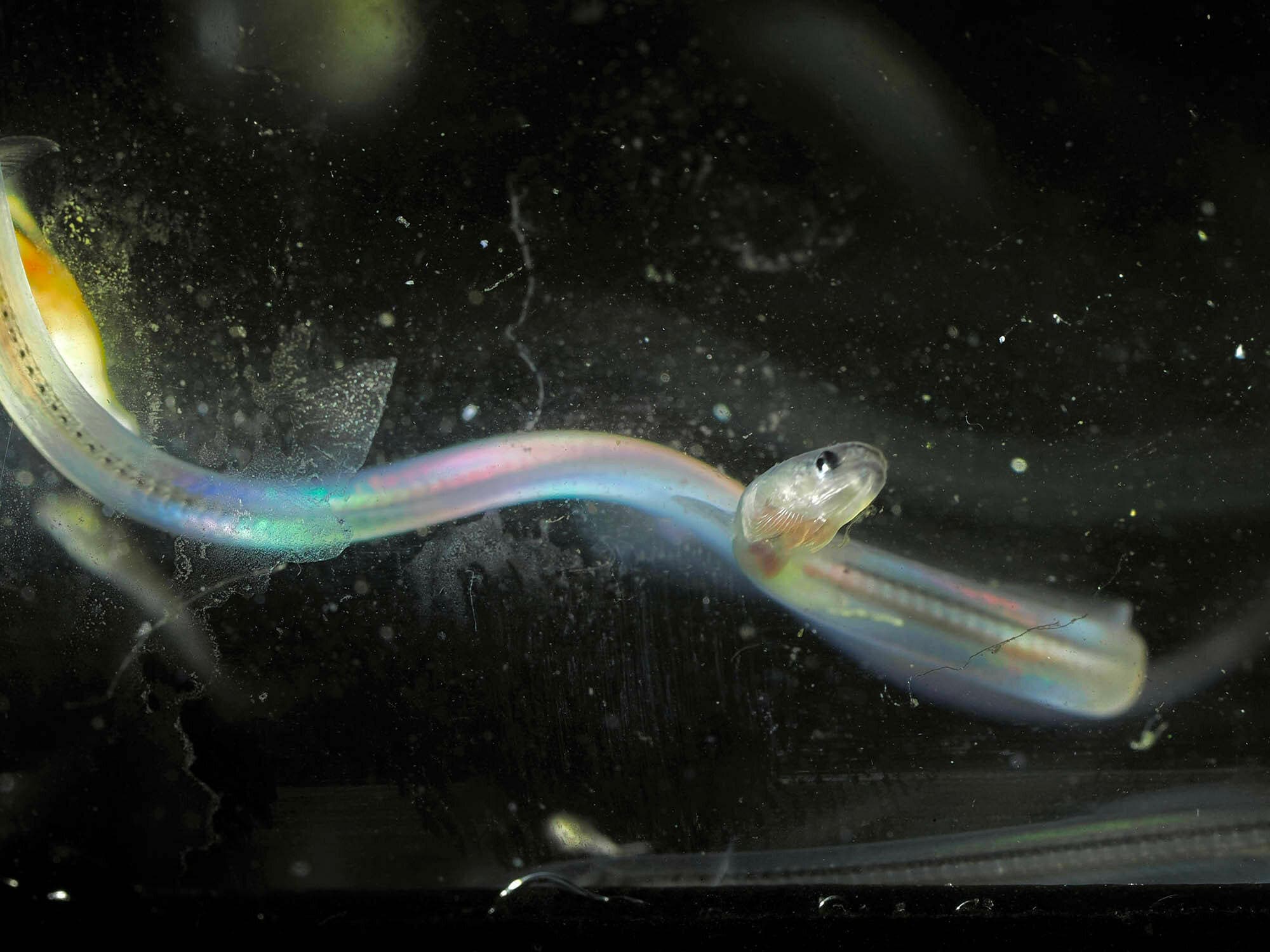 Gezamenlijke aanpak voor monitoring glasaal in Nederland en België