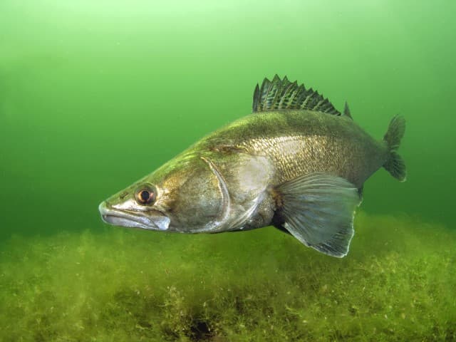 Plan zonne-atollen IJsselmeer definitief van de baan
