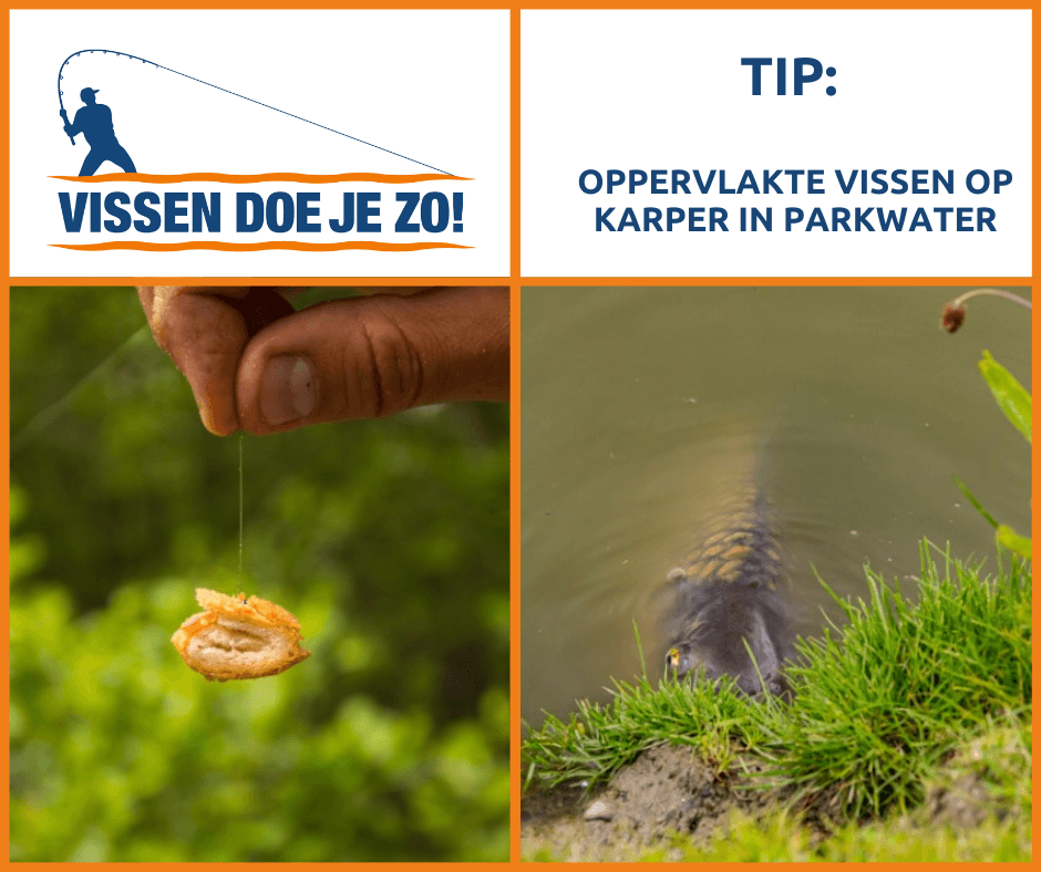 VIStip: 5 tips voor oppervlakte vissen op karper in parkwater