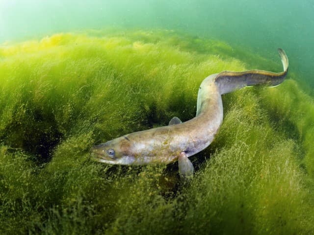 Vangstverbod op schieraal en glasaal verlengd naar 6 maanden