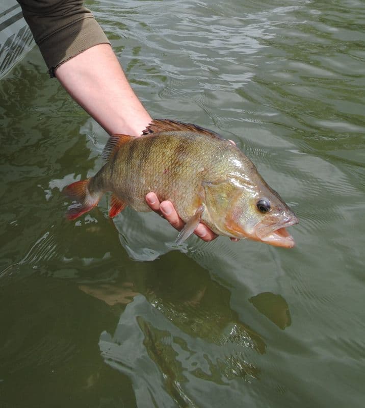 Zet gevangen vis terug