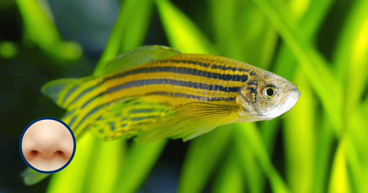 Wist je dat… vissen gevaar kunnen ruiken?