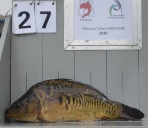 Start Spiegelkarperproject op IJsselmeer, Markermeer en IJmeer op 22 november