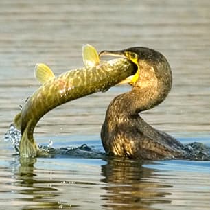 Aalscholver en sportvisserij: ruimte voor vogels, én voor vis