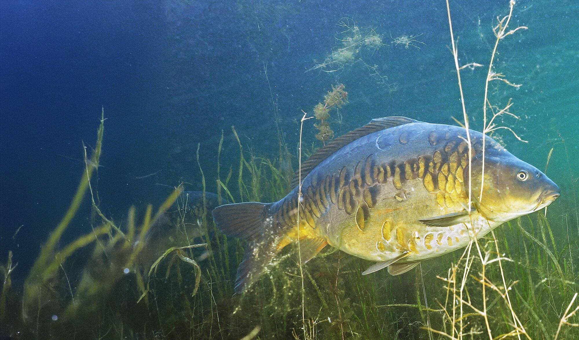 Struin-, zig- en oppervlaktetips voor voorjaarskarpers