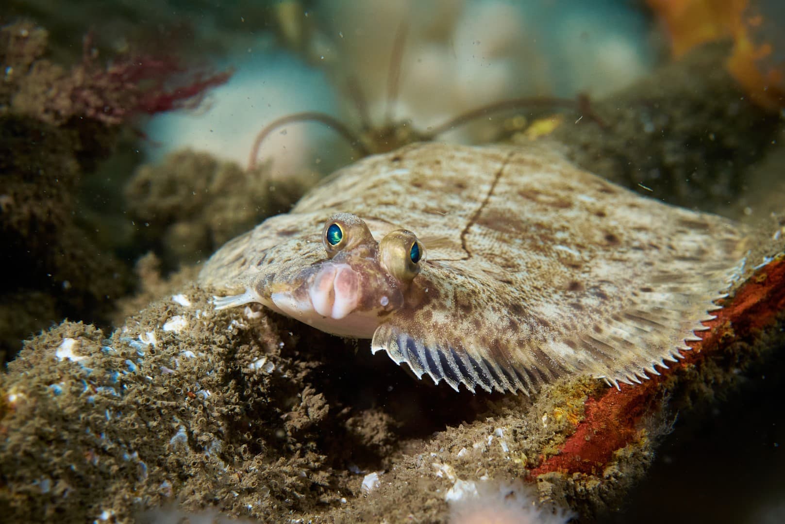 Kijktip NPO1: De Wilde Noordzee als vierdelige serie
