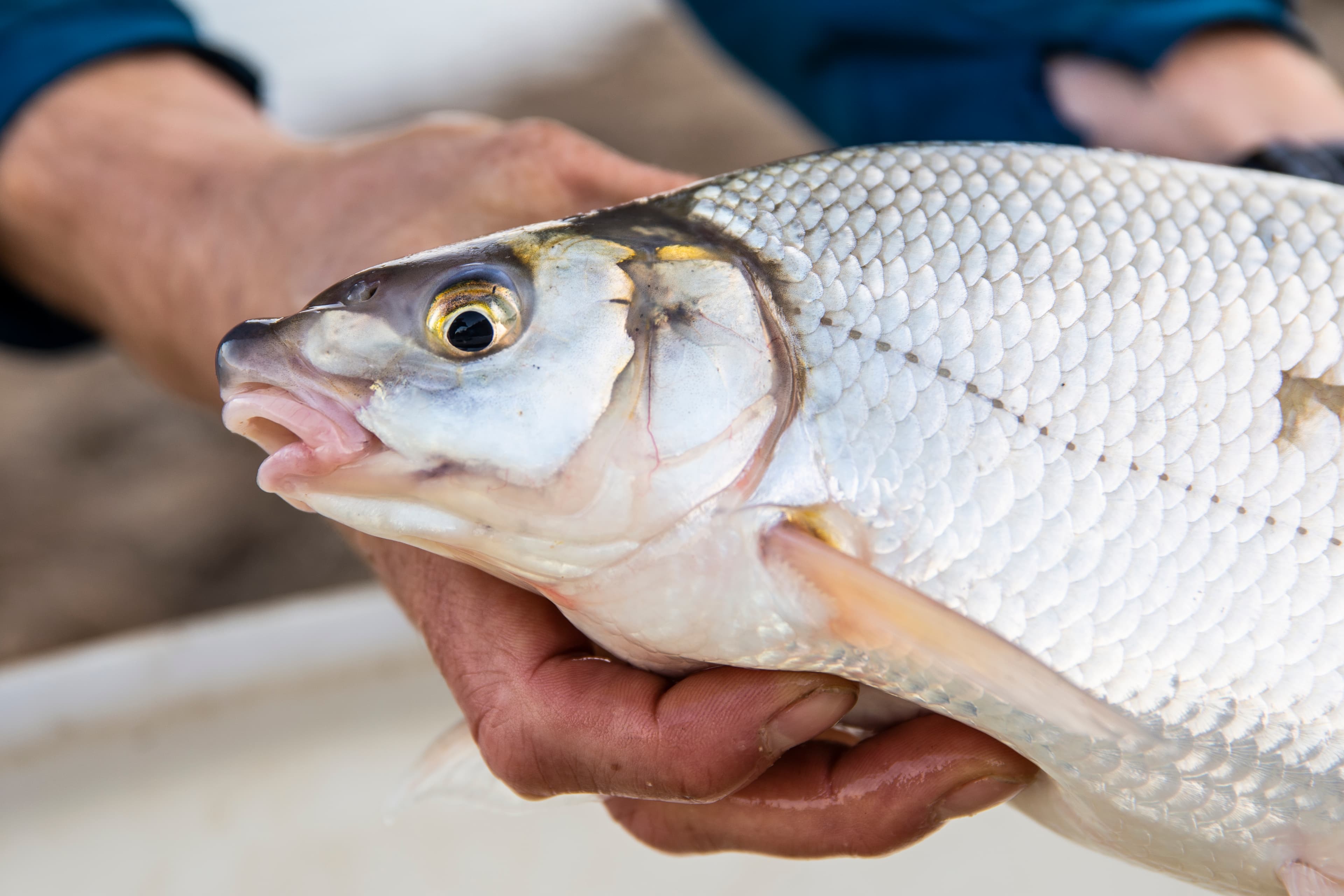 Blauwneus: geen zeldzaamheid meer
