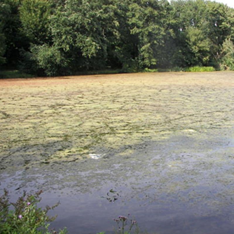 Waterplanten: lust en last