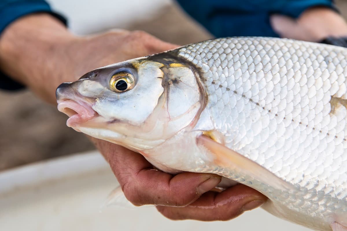 Bijvangst: blauwneus in de lift
