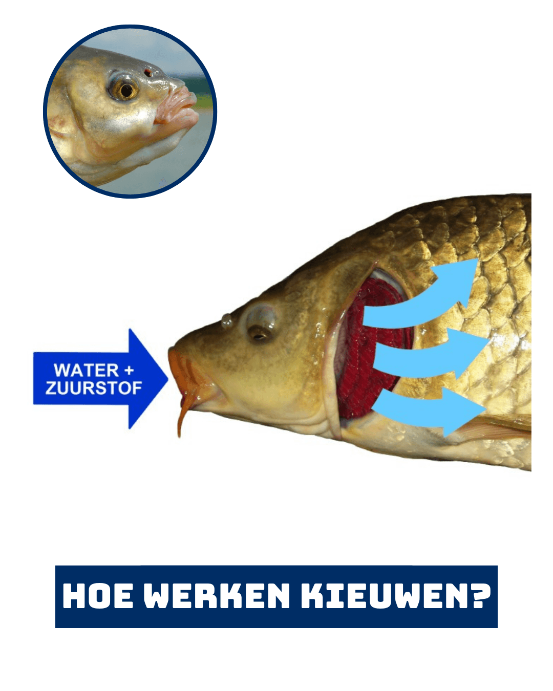 Kieuwen: hoe vissen onder water ademhalen