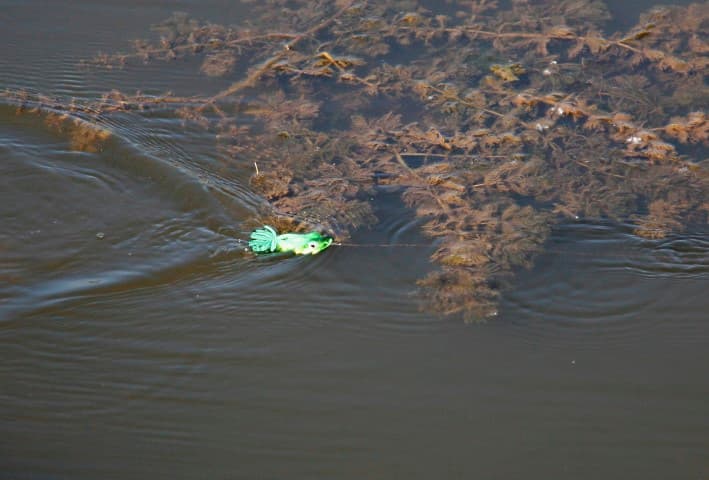 VIStip: kunstaasvissen tussen de waterplanten