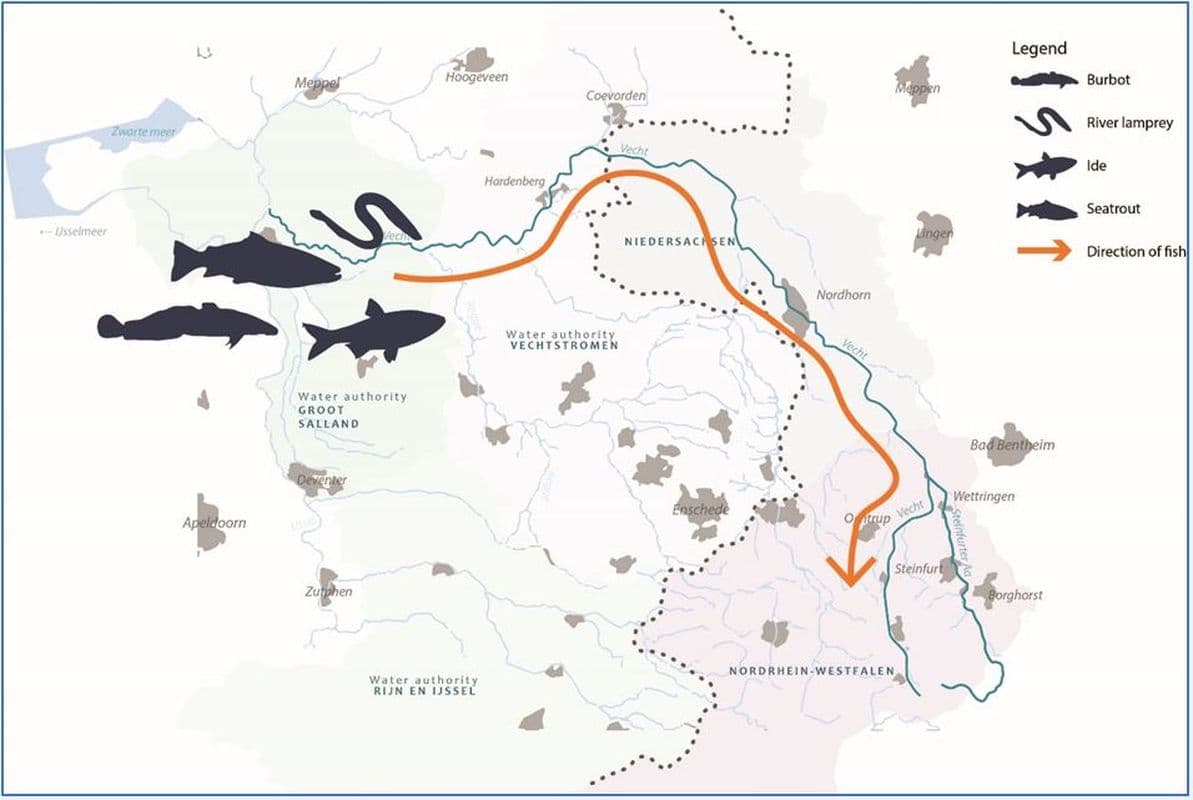 Swimway Vecht: vismigratie