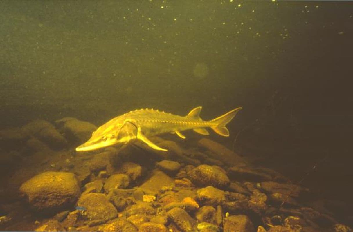 Wet natuur-bescherming