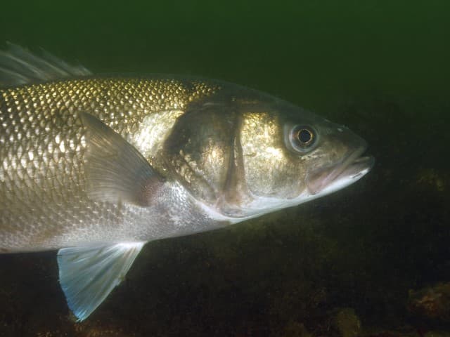 Zorgen over zeebaars: EAA en Sportvisserij Nederland pleiten voor een behoedzamere aanpak