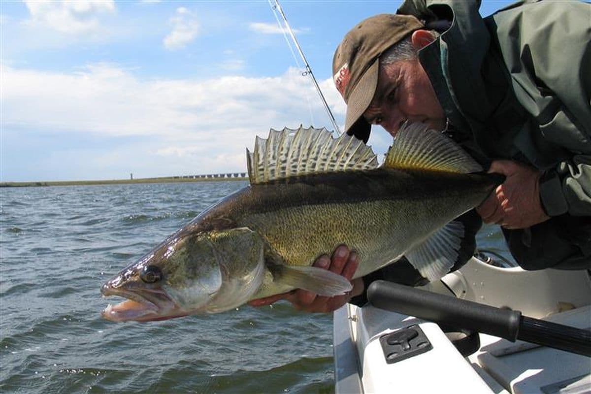 Onttrekking snoekbaars