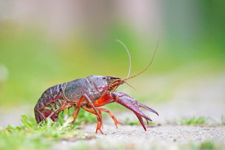 Uitheemse rivierkreeften