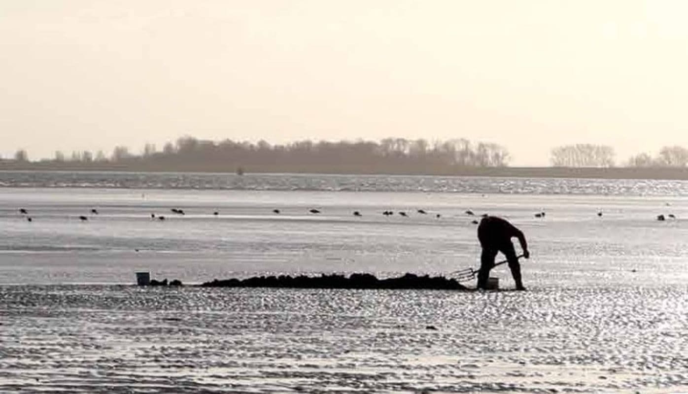 Wormenspit-vergunning