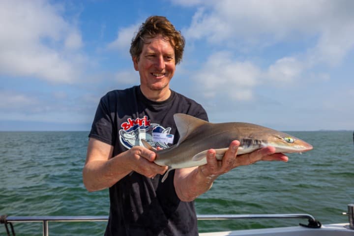 Sharkatag 2025: hengelonderzoek toont internationaal belang Zeeuws kustwater als leefgebied voor haaien aan