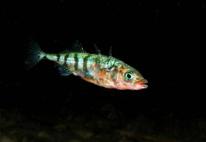 80% minder trekvissen: bedreigt ecosystemen en voedselzekerheid