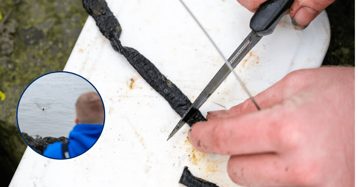 Franse tap: het aas voor de zeevisser