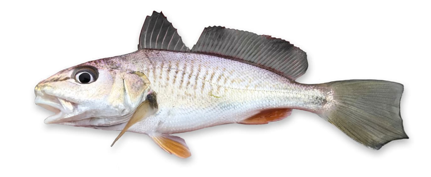 Nieuw record knorrepos: 34 CM