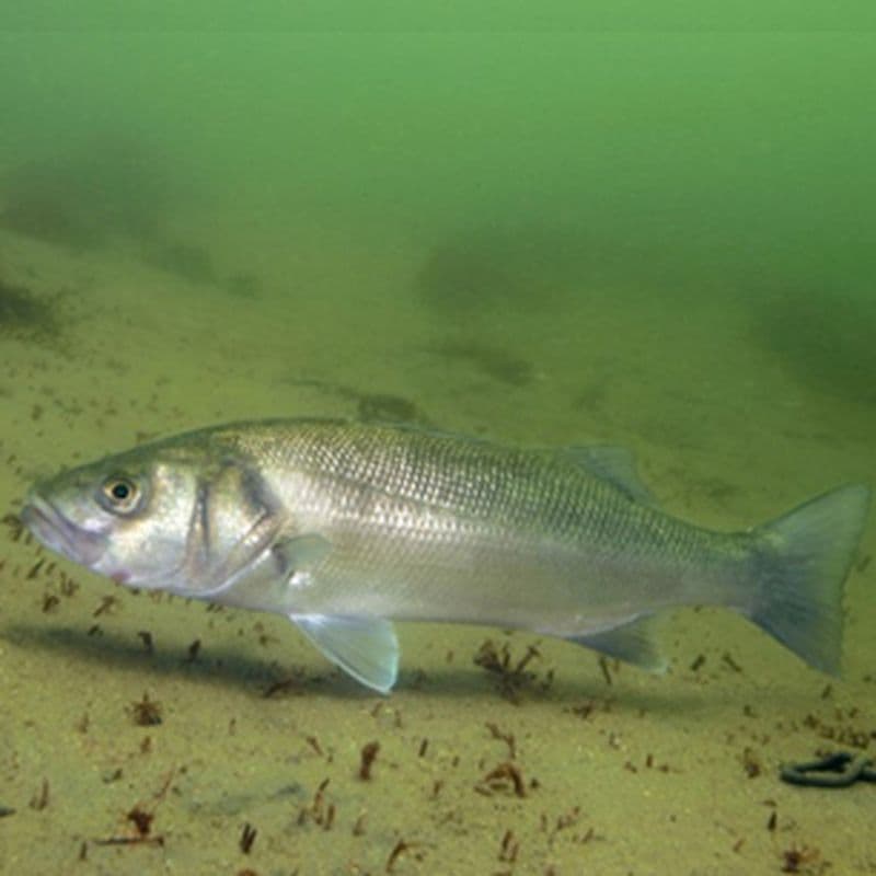 Zorgen over zeebaars