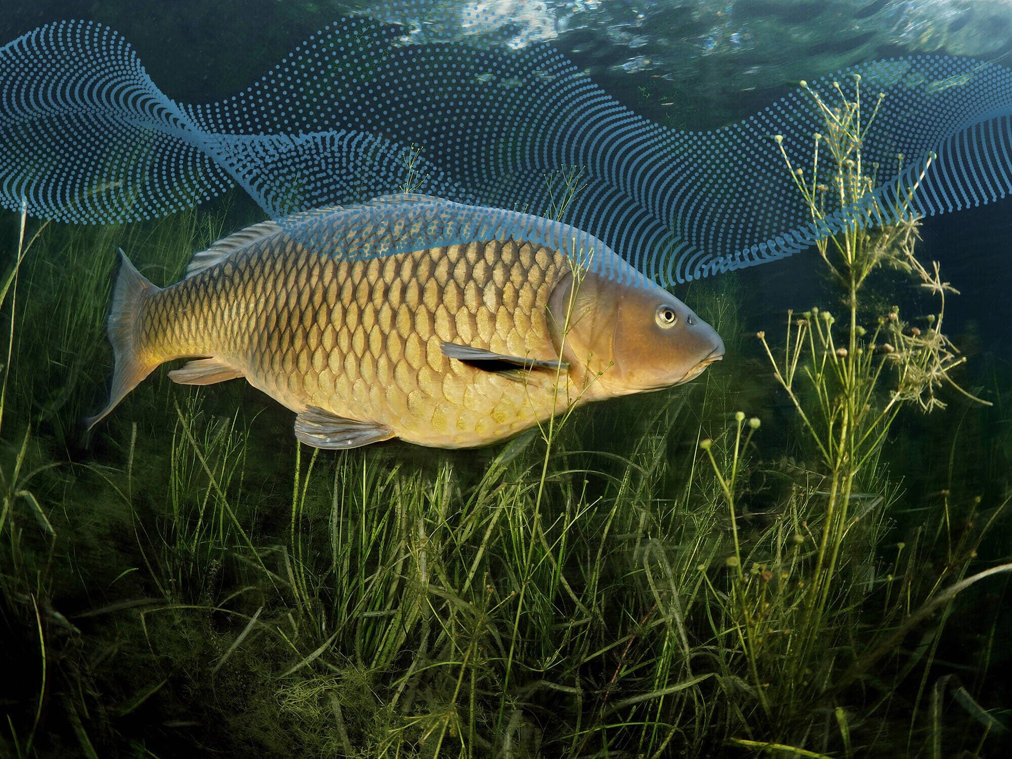 Wist je dat vissen geluid gebruiken om zich te oriënteren?