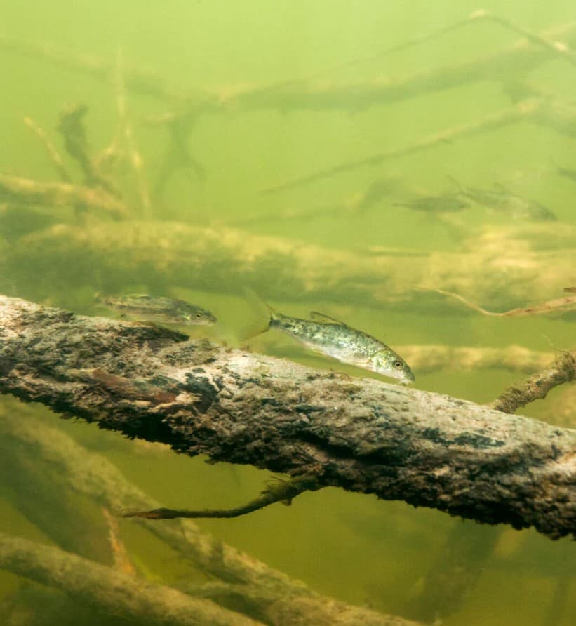 Bijvangst - onderzoekers: uiterwaarden met variatie zijn cruciaal voor jonge vissen