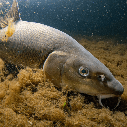 Wist je dat? De barbeel is dankzij Visliften weer terug in de Linge
