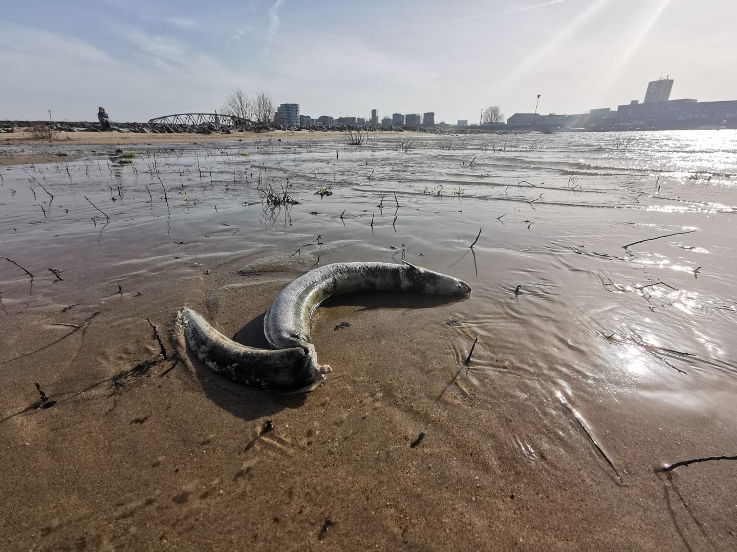 De knakaal: onderzoek naar een mysterieuze kromming bij palingen