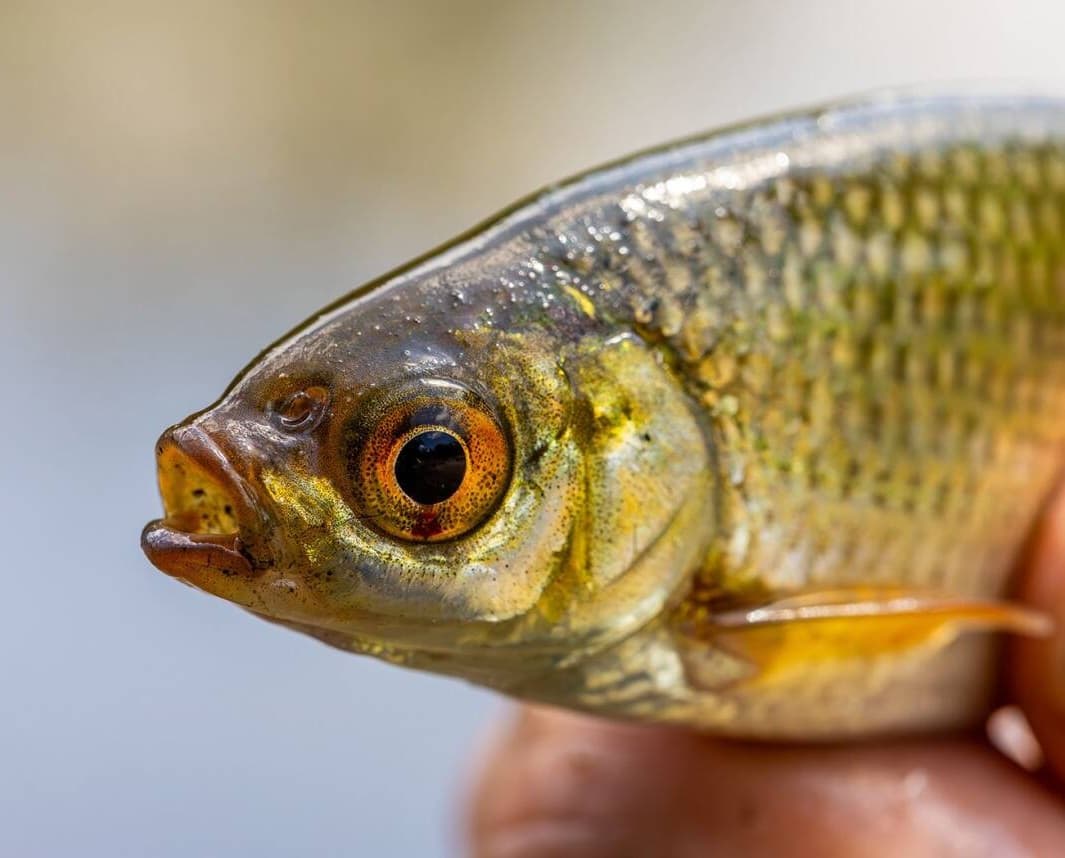 6 manieren ruisvoorn vissen