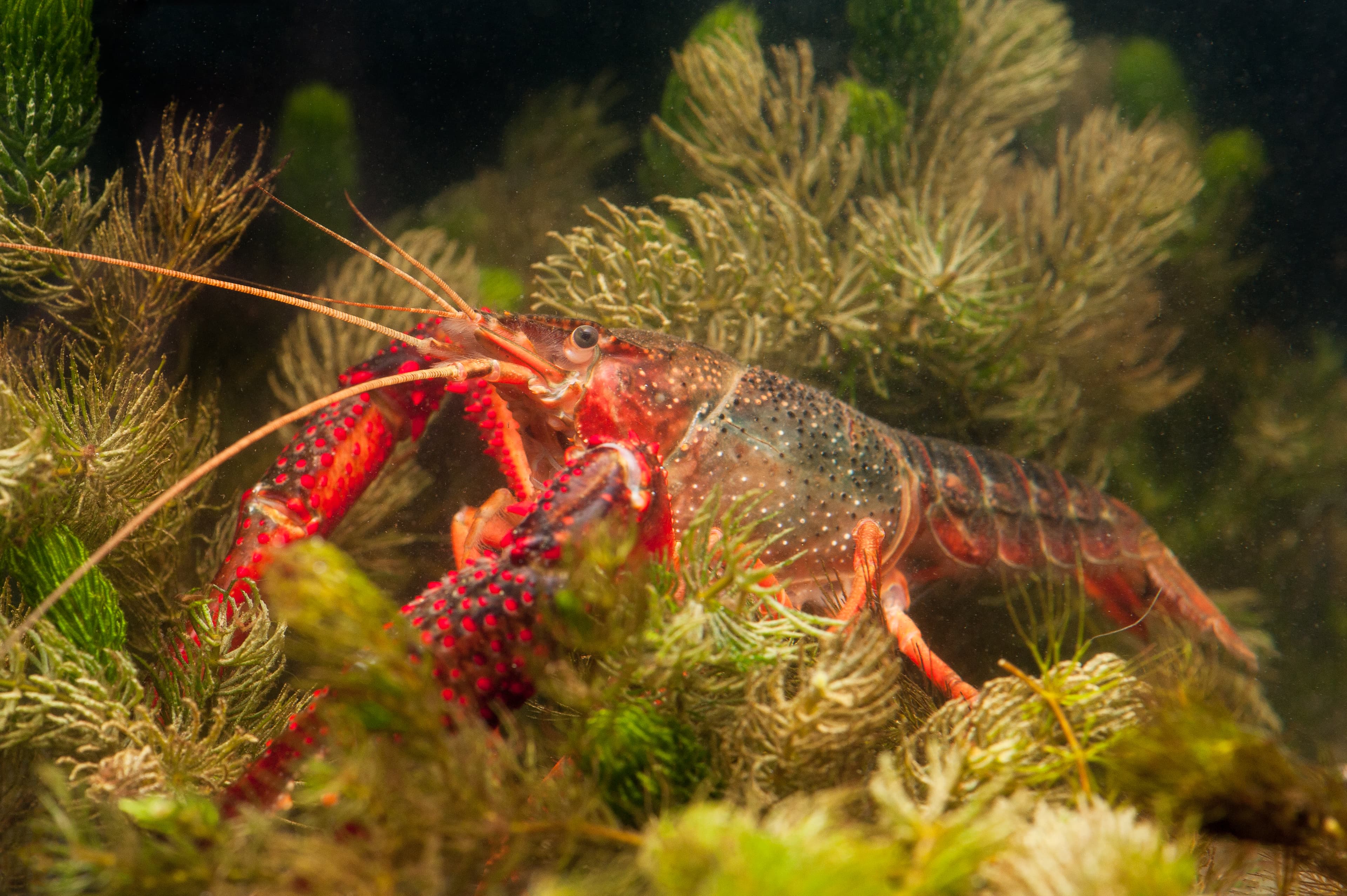 Van invasie tot beheer: wat maakt een exoot invasief?