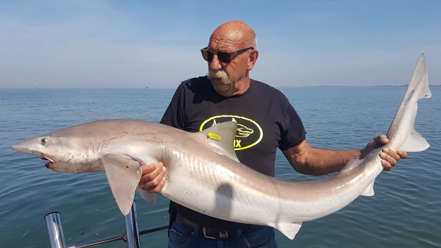 Recordlijst zeevissen