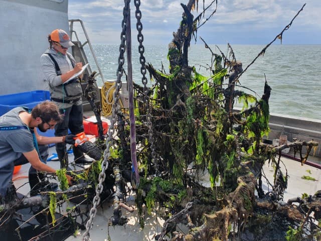 Wist je dat? Perenboom riffen: het herstel van onderwaternatuur in de Waddenzee