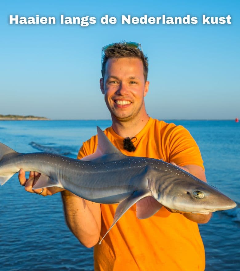 Meld je aan voor Sharkatag 2025 - wist jij dat er jaarlijks veel haaien langs de kustlijn van Nederland zwemmen?