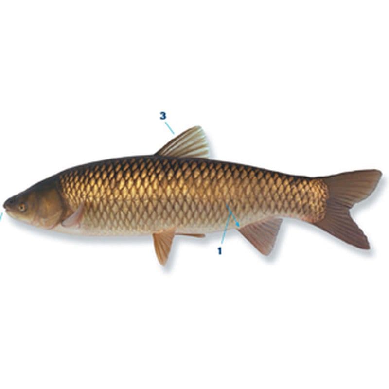 Graskarper: biologische maaier