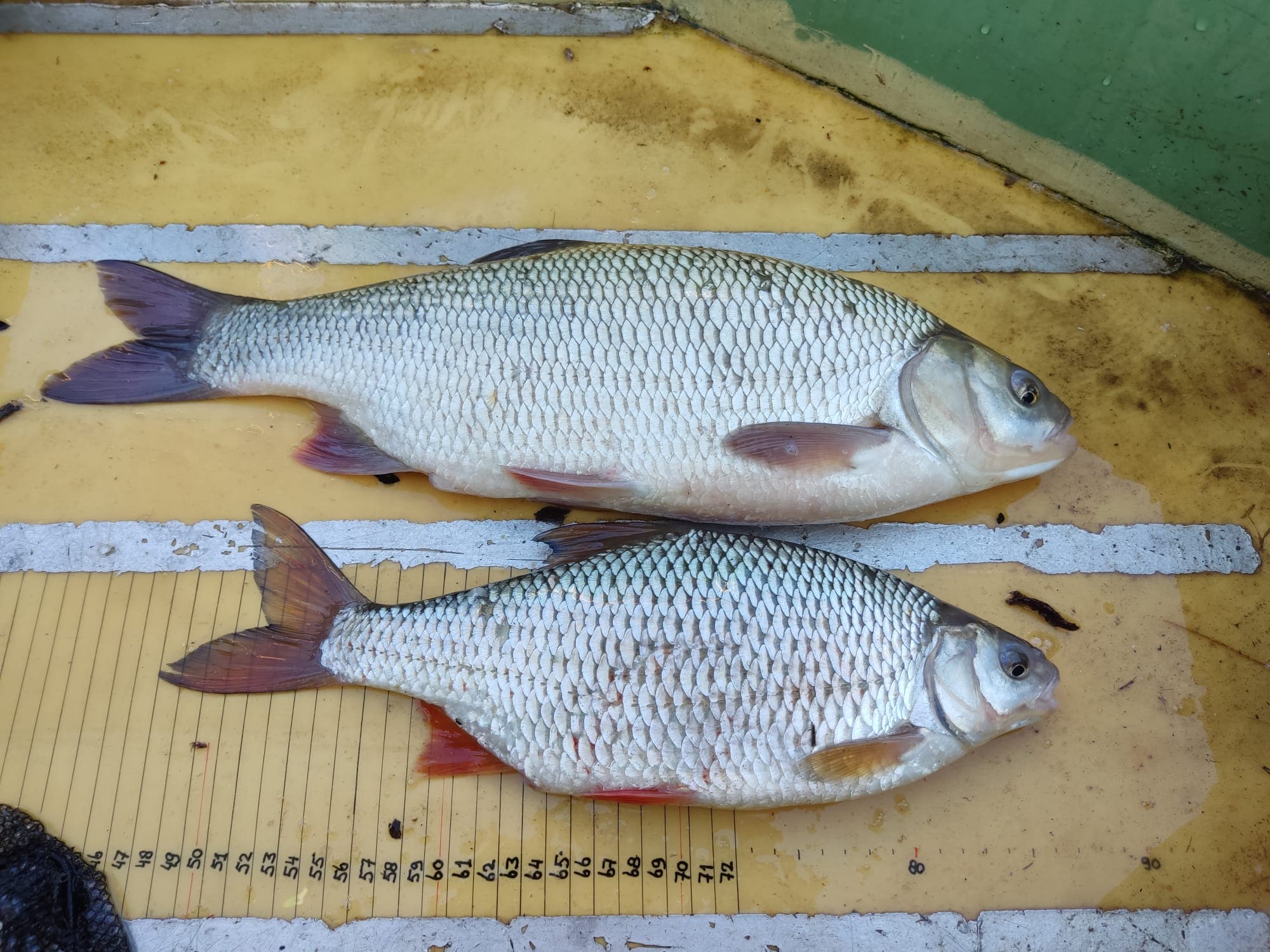 Grote vissen in de ankerkuil