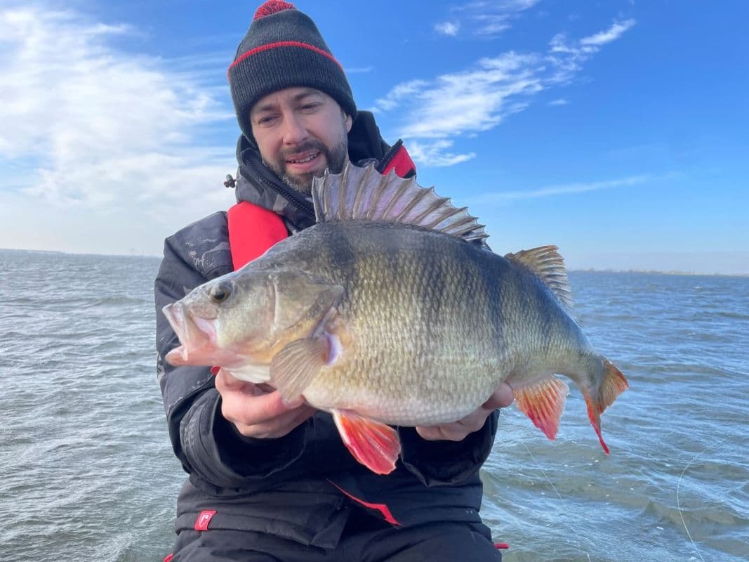 Perchtrack: zendertjes volgen grote baars in Haringvliet