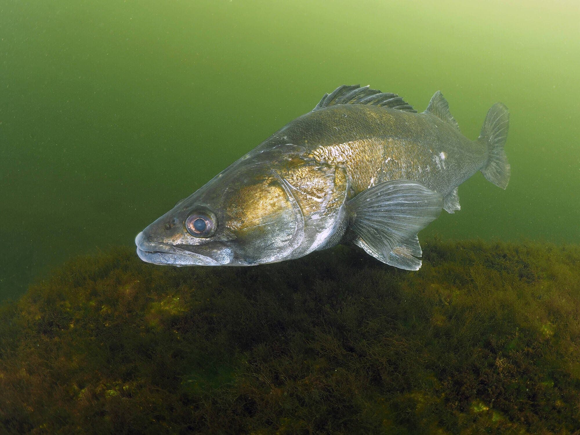 Snoekbaars en brak water minder energieverlies, meer groei