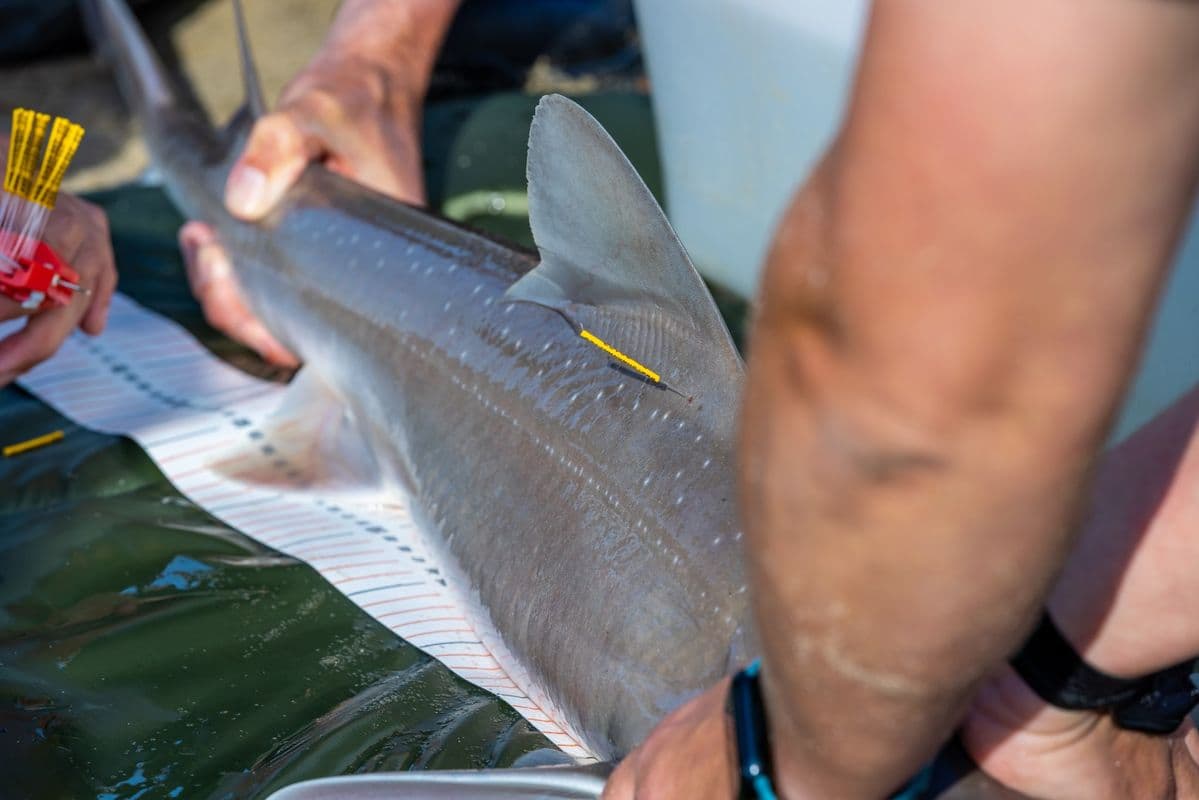 Meld gemerkte vissen