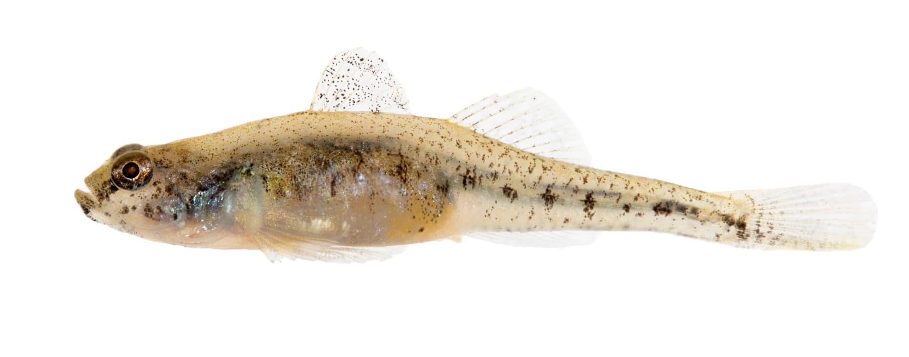 Klein van stuk, maar niet te onderschatten