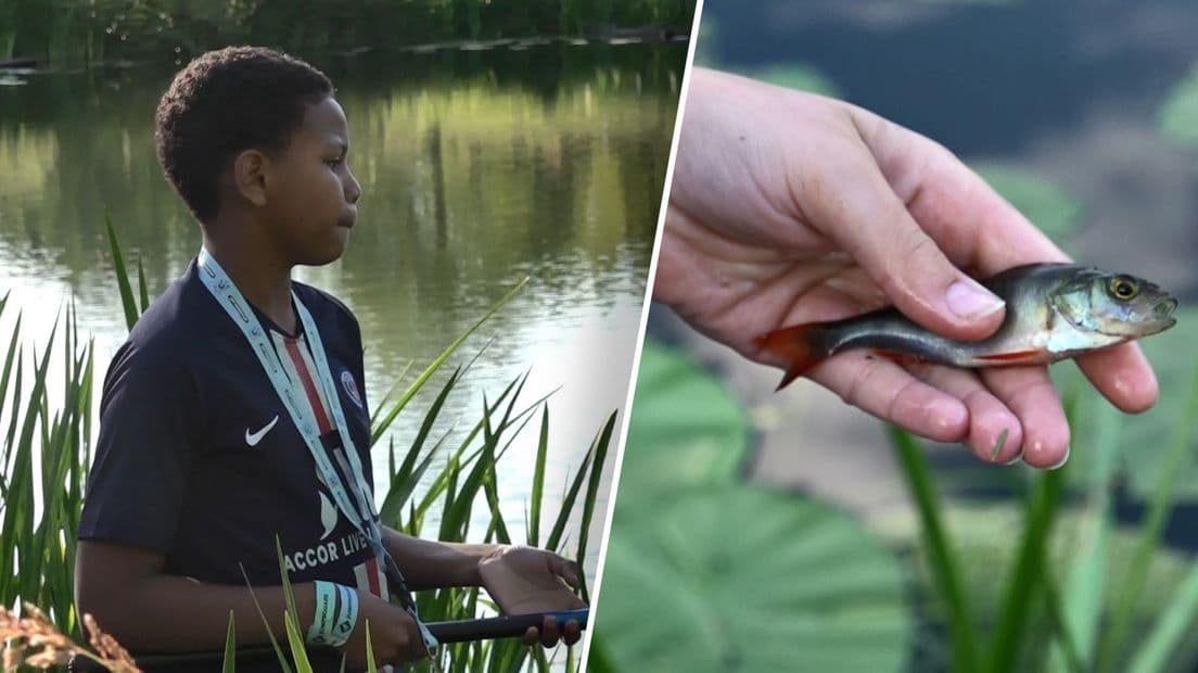 Arnhem overweegt verbod op vissen in gemeentewater: zorgen bij jonge hengelaars en verenigingen