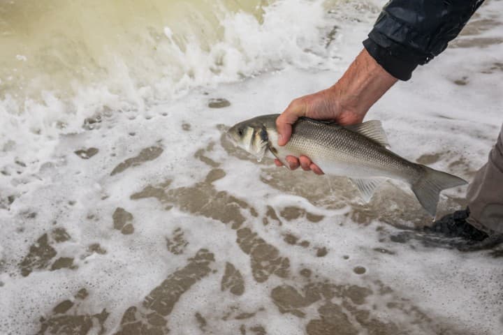 Vangstregistratie voor zeebaars, blauwvintonijn en paling